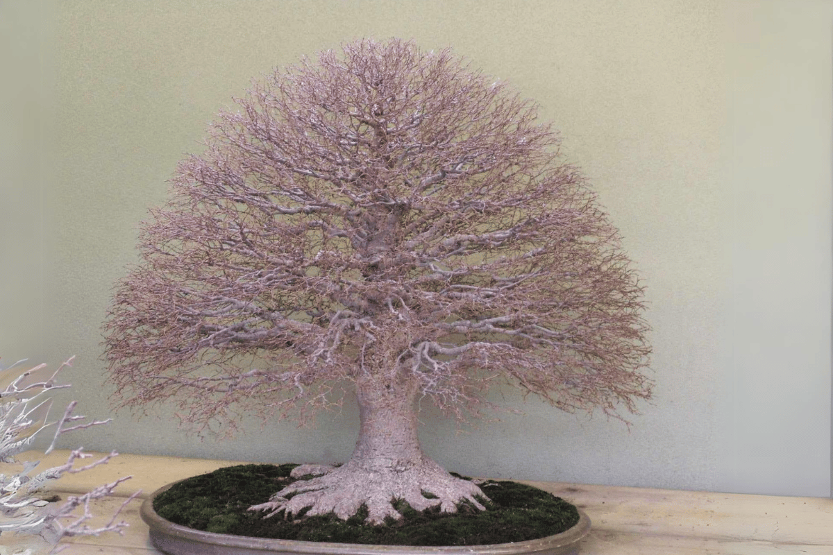 bonsai dáng chổi