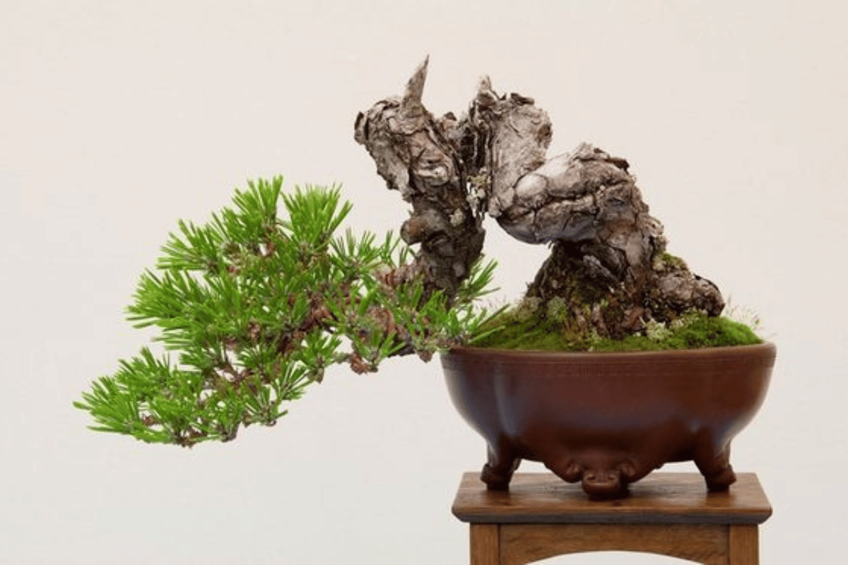 bonsai dáng hoành