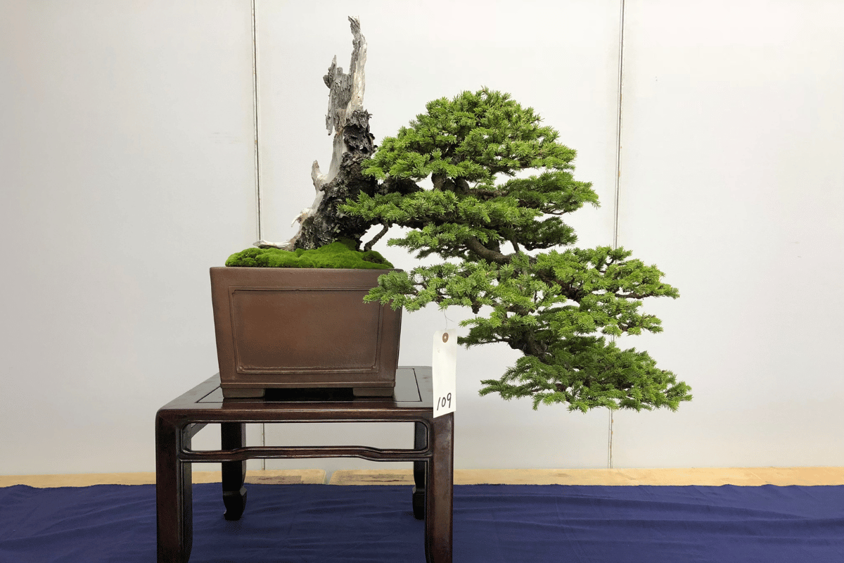 bonsai dáng thác đổ