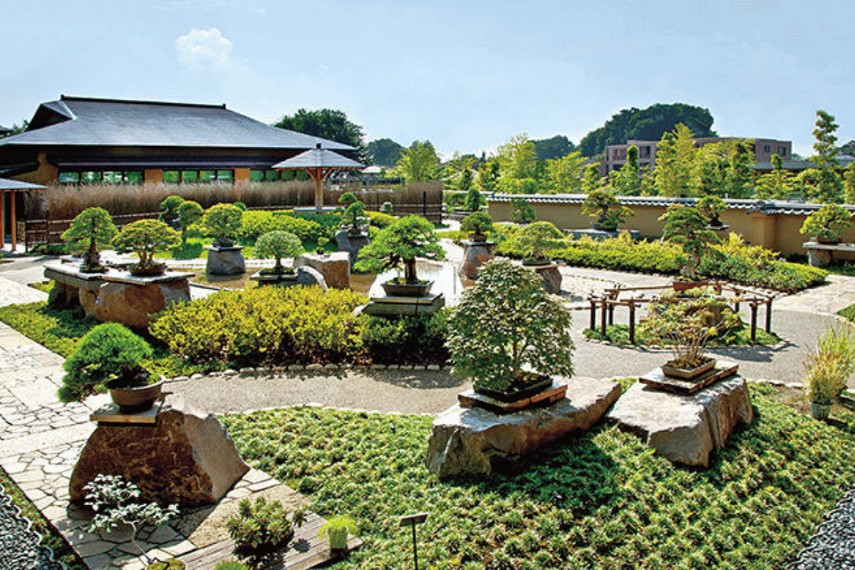 trung-bay-bonsai
