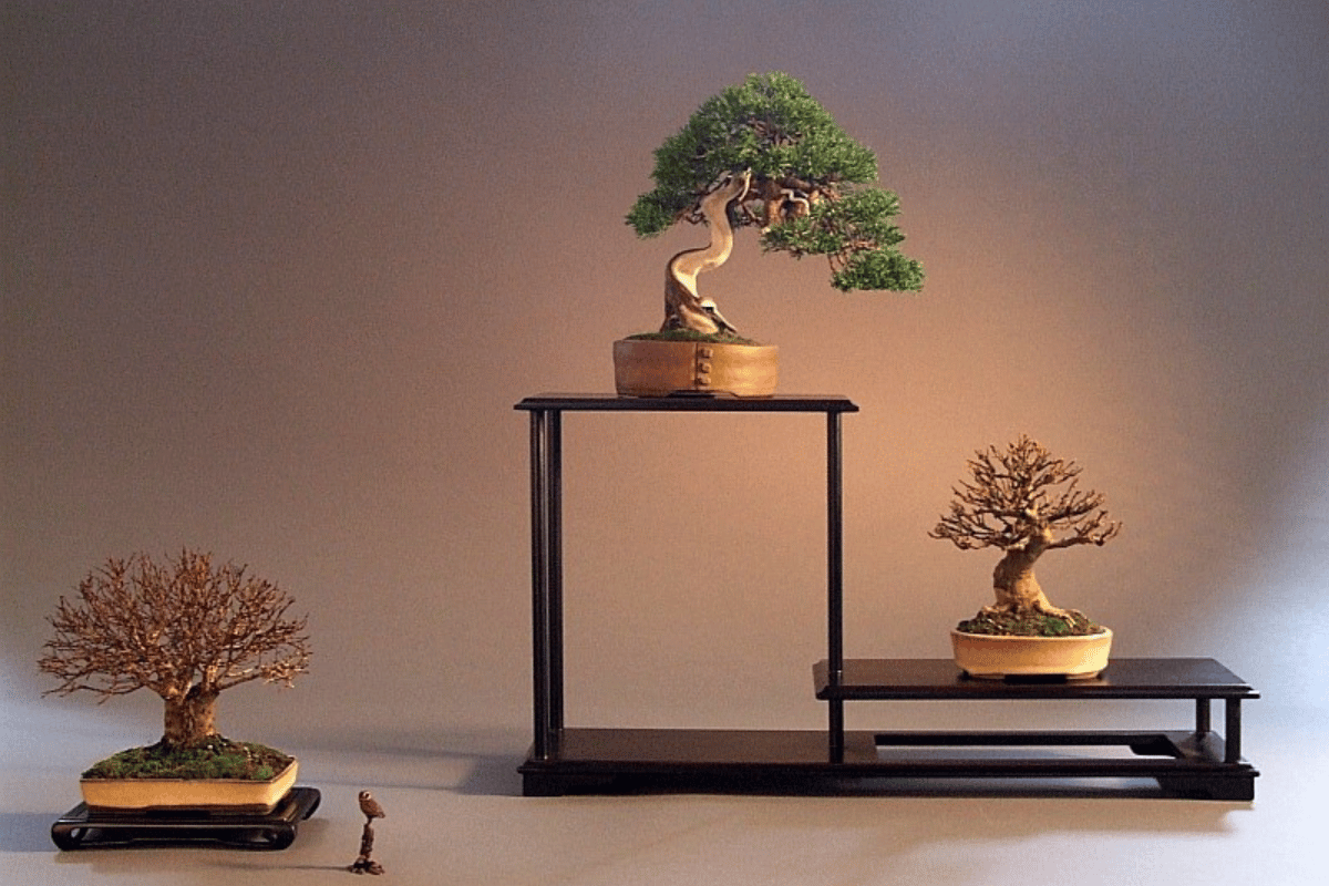 cach-trung-bay-bonsai