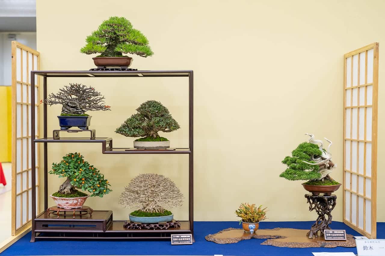 Trưng bày bonsai đẹp