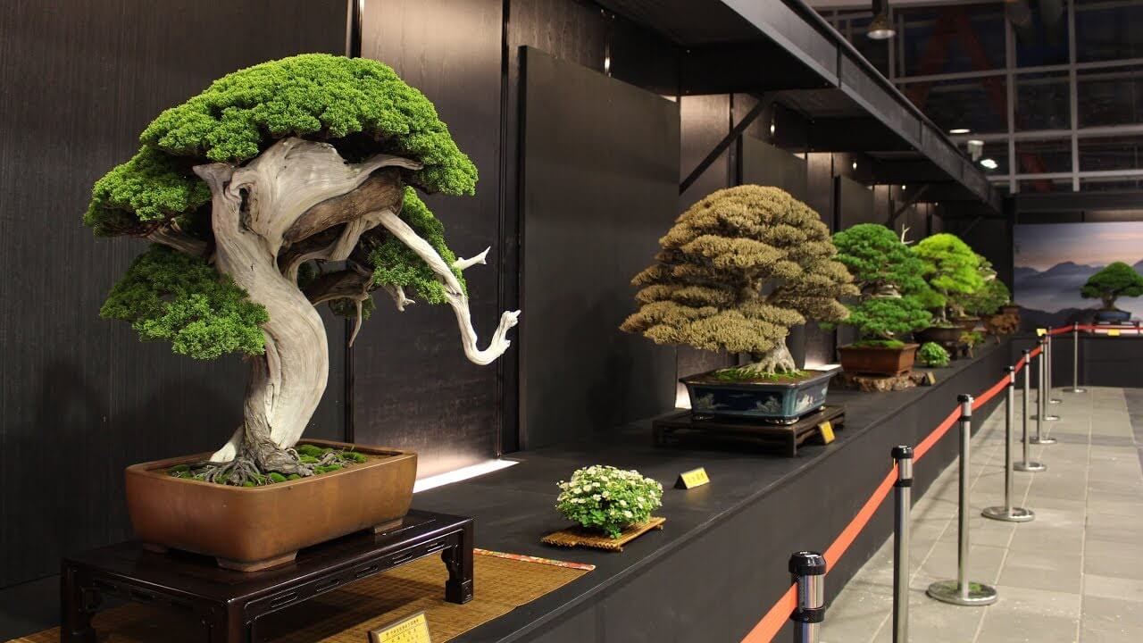 hình ảnh trưng bày bonsai tại triễn lãm