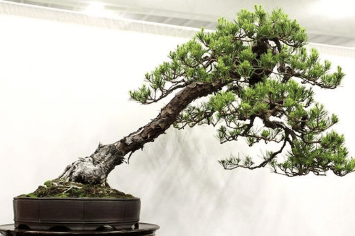 bonsai dáng siêu