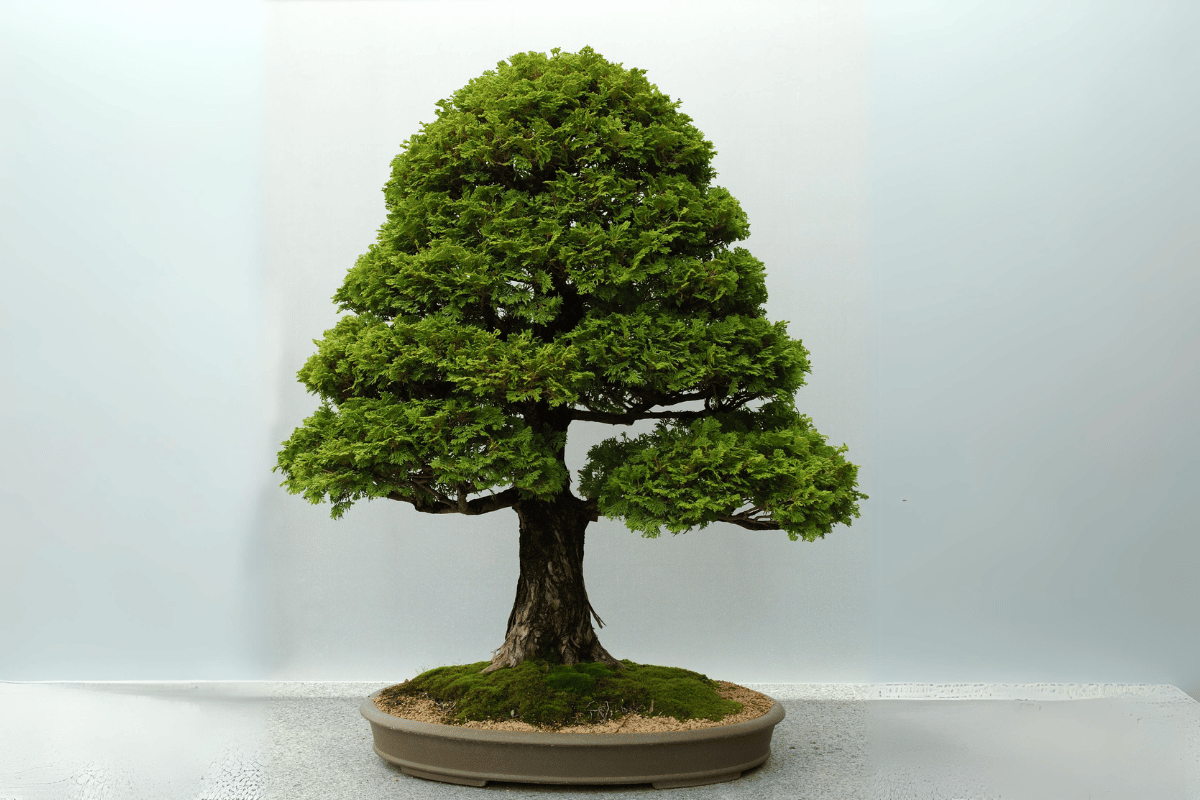 bonsai dáng trực 