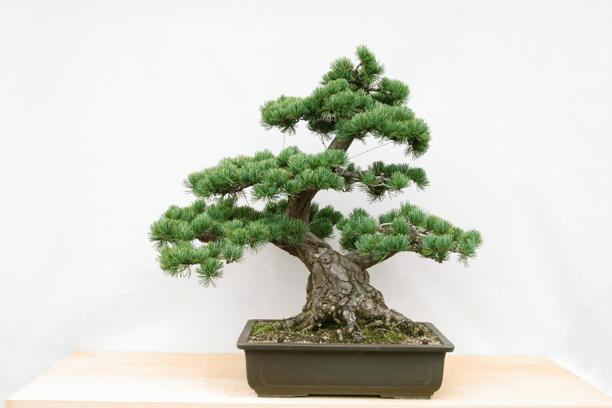 bonsai dáng trực lắc