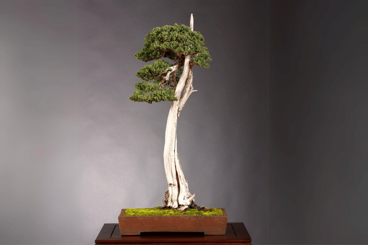 bonsai dáng văn nhân