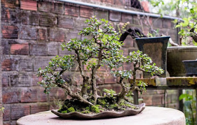 bonsai dáng đa thân