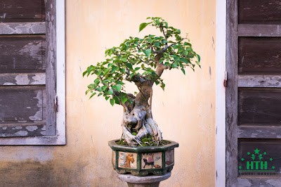 bonsai dáng trực lắc