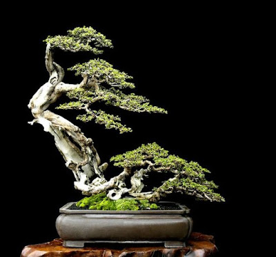 Bonsai dáng bạt phong