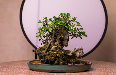 bonsai dáng cây bám đá