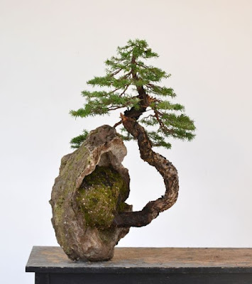 bonsai trồng trên đá