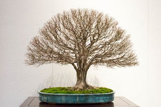 bonsai dáng chổi