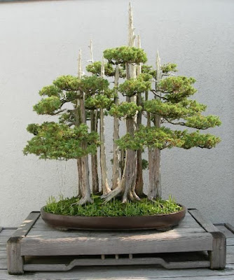 bonsai dáng cụm rừng