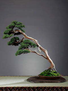 Bonsai dáng Siêu