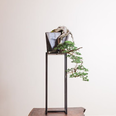 bonsai dáng thác đổ