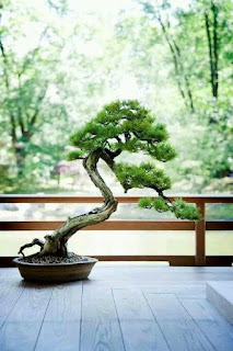 bonsai dáng văn nhân