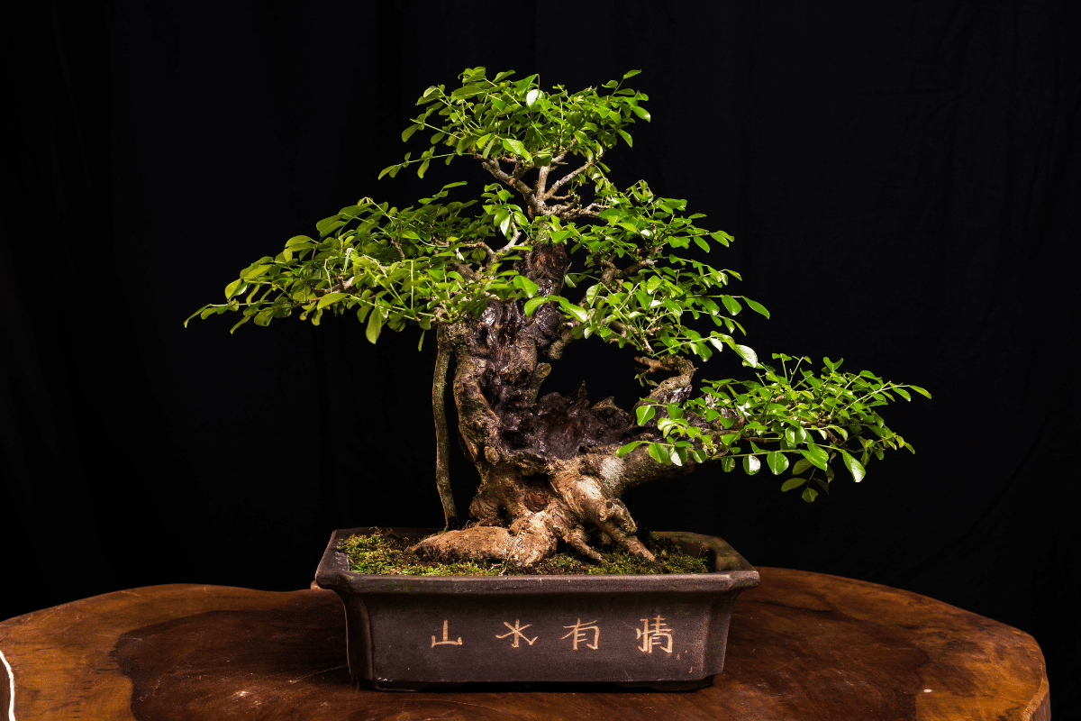 quà tặng bonsai