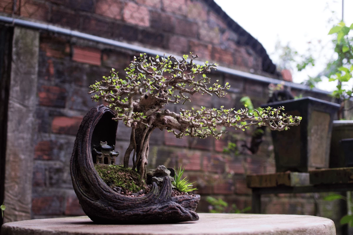 Bonsai - Món Quà Tặng Giá Trị Và Ý Nghĩa Sâu Sắc | Hth Garden