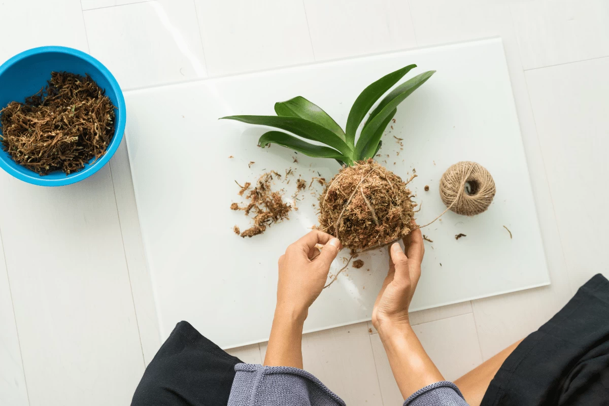 Cách Làm Kokedama-Biến Cây Xanh Thành Tác Phẩm Nghệ Thuật | Hth Garden