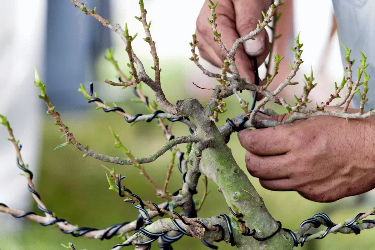 Cách Uốn Cây Bonsai Dành Cho Người Mới Bắt Đầu | Hth Garden