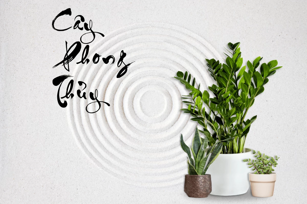 Cây Phong Thủy Là Gì? Ý Nghĩa Và Cách Chọn Cây Hợp Mệnh | Hth Garden