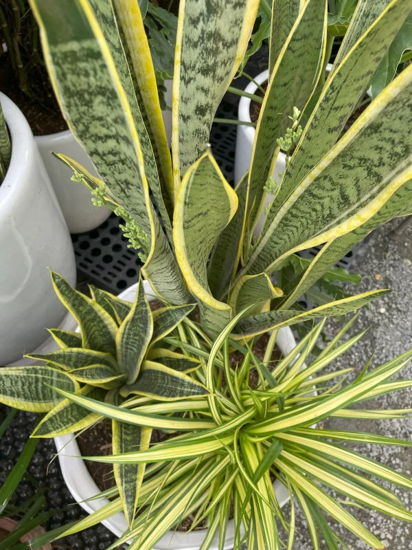 Giới Thiệu Cây Lưỡi Hổ: Tên Gọi, Nguồn Gốc, Đặc Tính Và Cách Chăm Sóc | Hth Garden