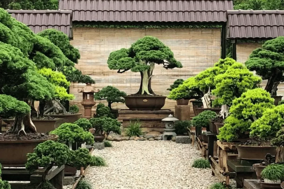 Hướng Dẫn Cách Trưng Bày Bonsai Đẹp | Hth Garden