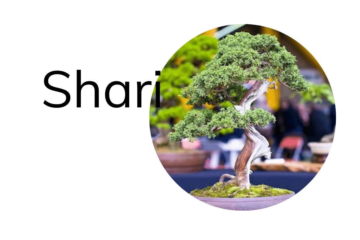 Tìm Hiểu Về Shari: Kỹ Thuật Tạo Vân Độc Đáo Trong Bonsai | Hth Garden