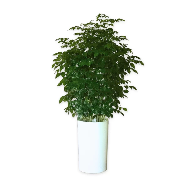Cây Hạnh Phúc | Hth Garden