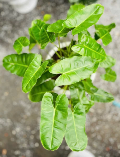Cây Trầu Bà Tỷ Phú | Hth Garden