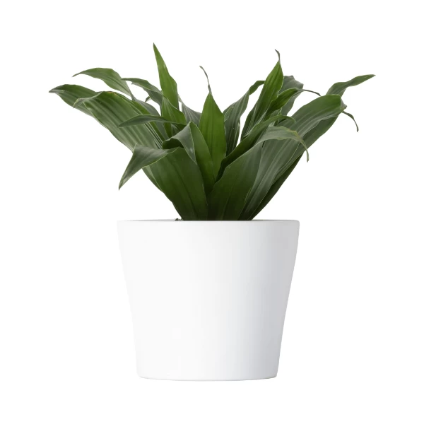 Chậu Đựng Cây Mini