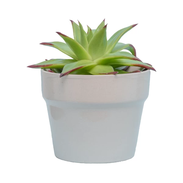 Chậu Đựng Cây Mini