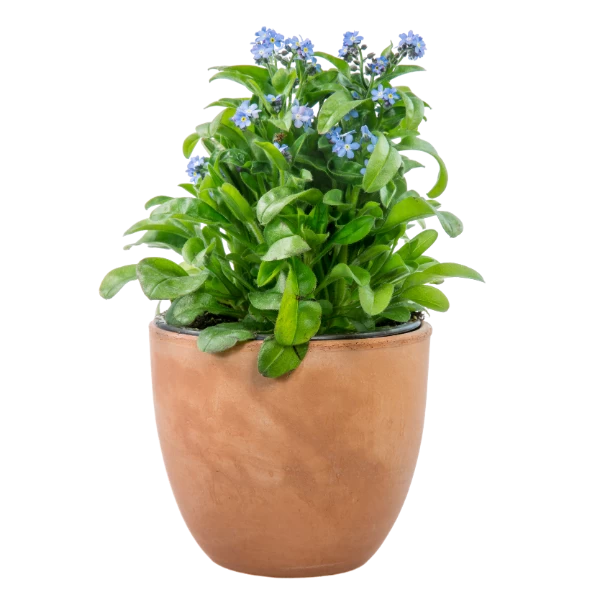 Chậu Đựng Cây Mini | Hth Garden