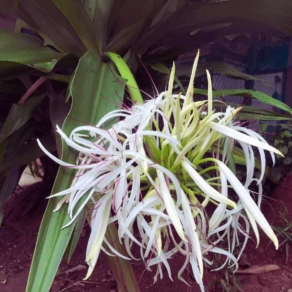 Đại Tướng Quân | Hth Garden