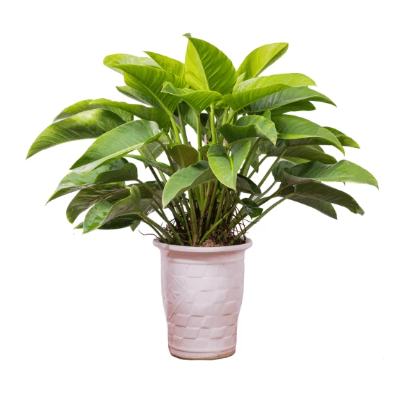 Đế Vương Xanh | Hth Garden