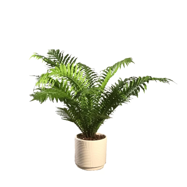 Dương Xỉ Phượng Hoàng | Hth Garden