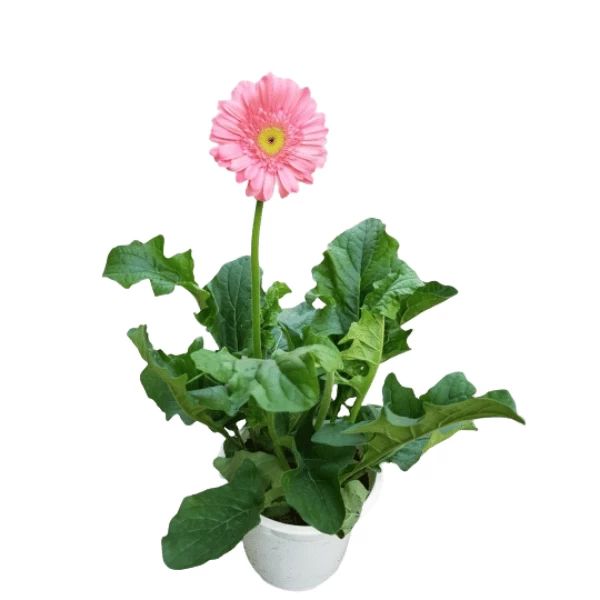 Hoa Đồng Tiền | Hth Garden