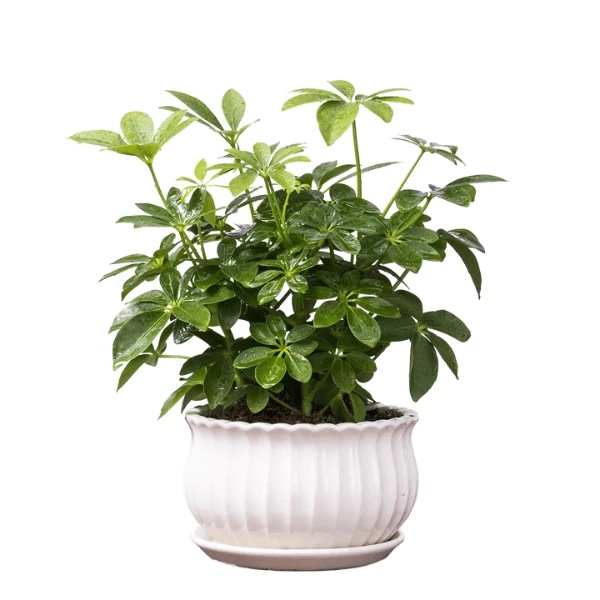 Ngũ Gia Bì | Hth Garden