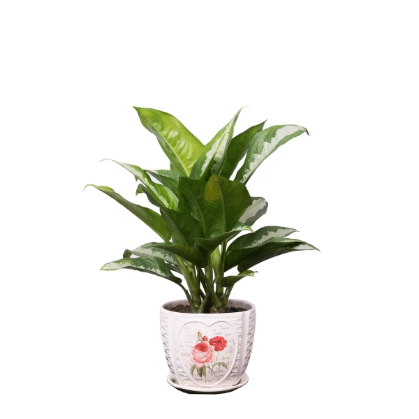 Thanh Lam | Hth Garden