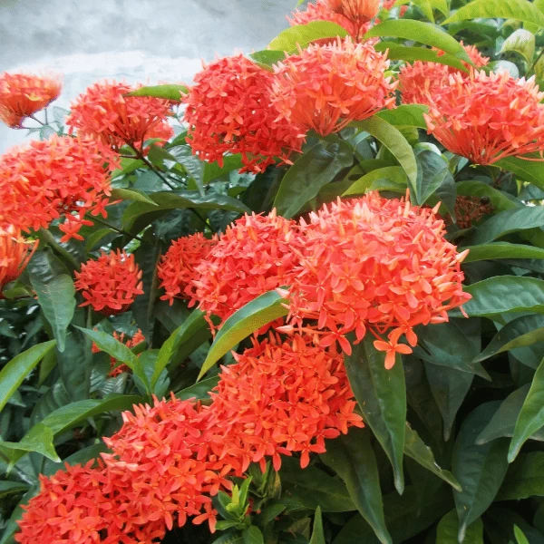 Trang Mỹ Đỏ | Hth Garden