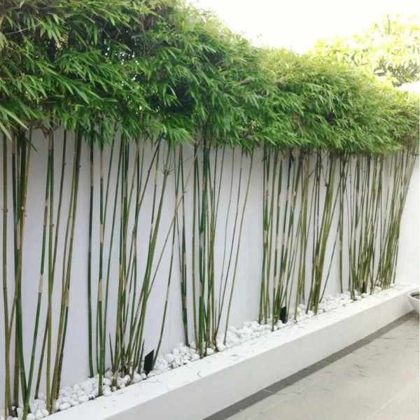 Trúc Cần Câu | Hth Garden