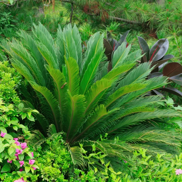 Vạn Tuế | Hth Garden