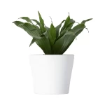 Chậu Đựng Cây Mini