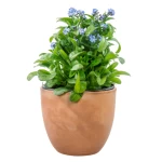 Chậu Đựng Cây Mini