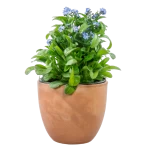 Chậu Đựng Cây Mini