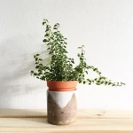 Chậu Đựng Cây Mini