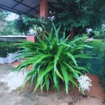 Đại Tướng Quân