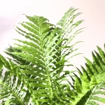 Dương Xỉ Phượng Hoàng