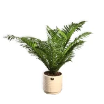 Dương Xỉ Phượng Hoàng